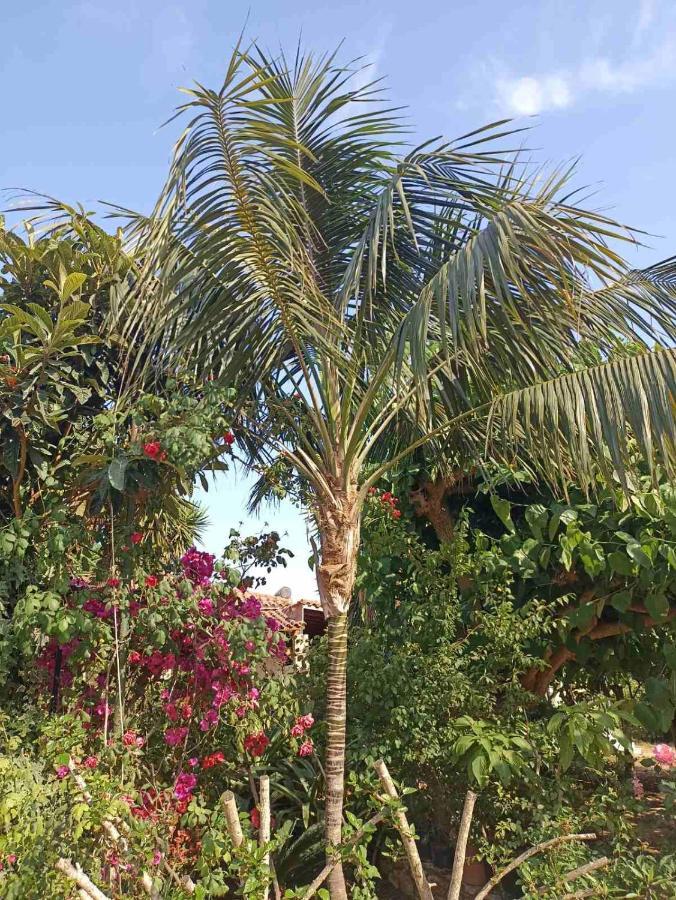 Palm-Tree Apartment อาร์คูดี ภายนอก รูปภาพ